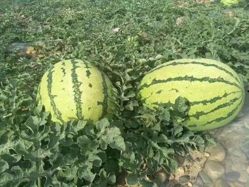 山南网红吃瓜事件,揭秘网络舆论的风暴与真相